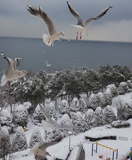 KİRALIK Armutlu Tatil Köyünde  08 Ocak – 15 Ocak ! 98 m2 12.500 TL