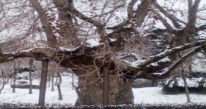 KİRALIK Armutlu Tatil Köyünde  SÖMESTR Dönemi 18 Ocak – 25 Ocak ! 85 m2 Daire 22.500 TL